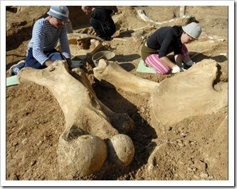 dinosaurios_excavación dinosaurios_excavación